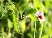 AYX体育赛事-太阳正面击溃魔术，福克斯成为关键先生